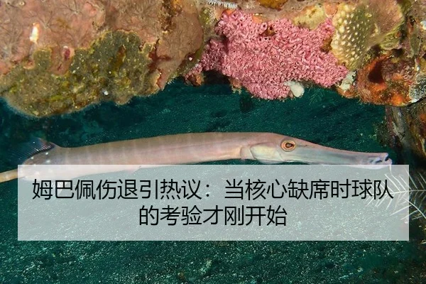mu-ba-pei-shang-tui-yin-re-yi-dang-he-xin-que-xi-shi-qiu-dui-de-kao-yan-cai-gang-kai-shi-2-556.jpg
